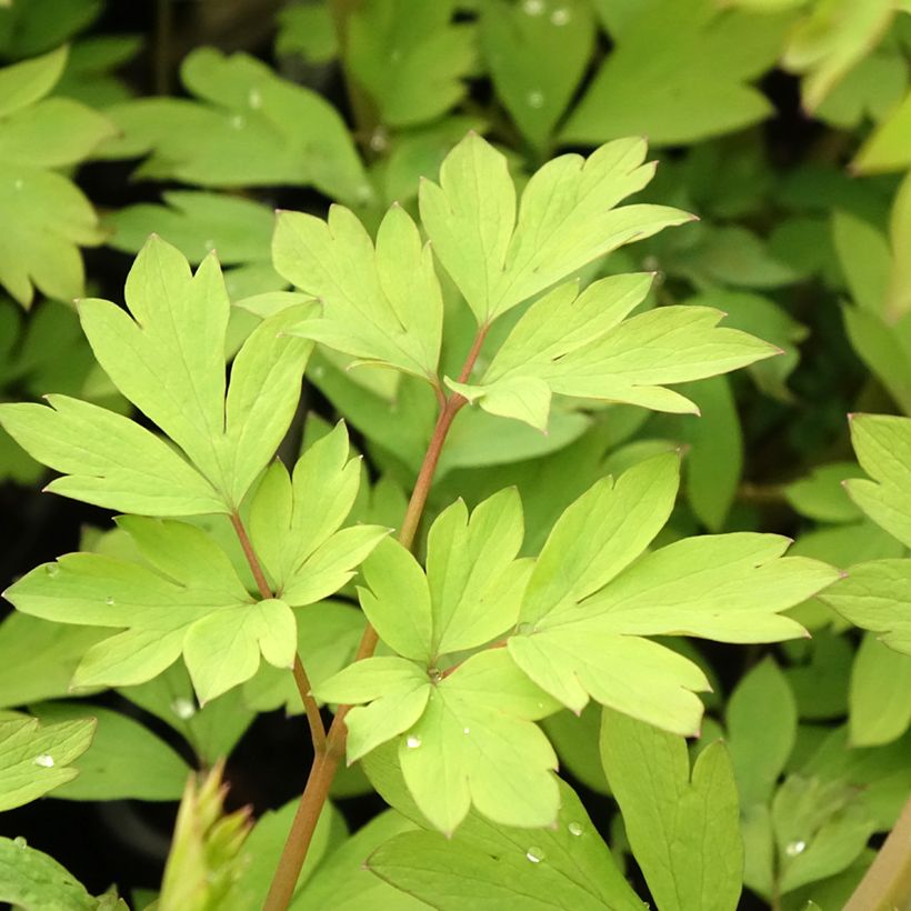 Dicentra spectabilis Yellow Leaf (Follaje)