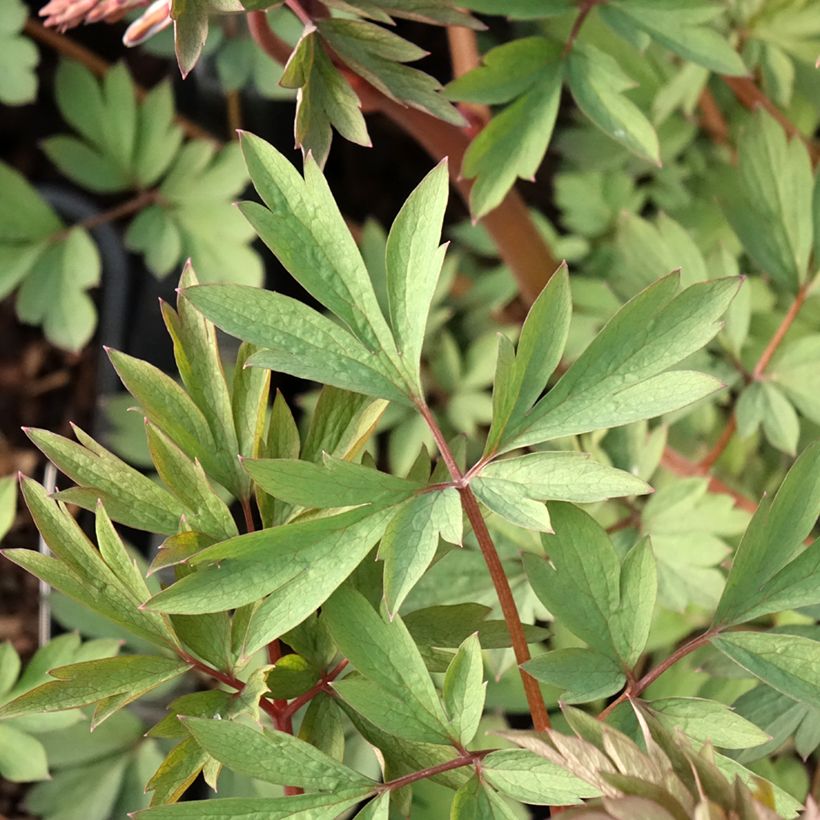 Dicentra spectabilis Valentine (Follaje)