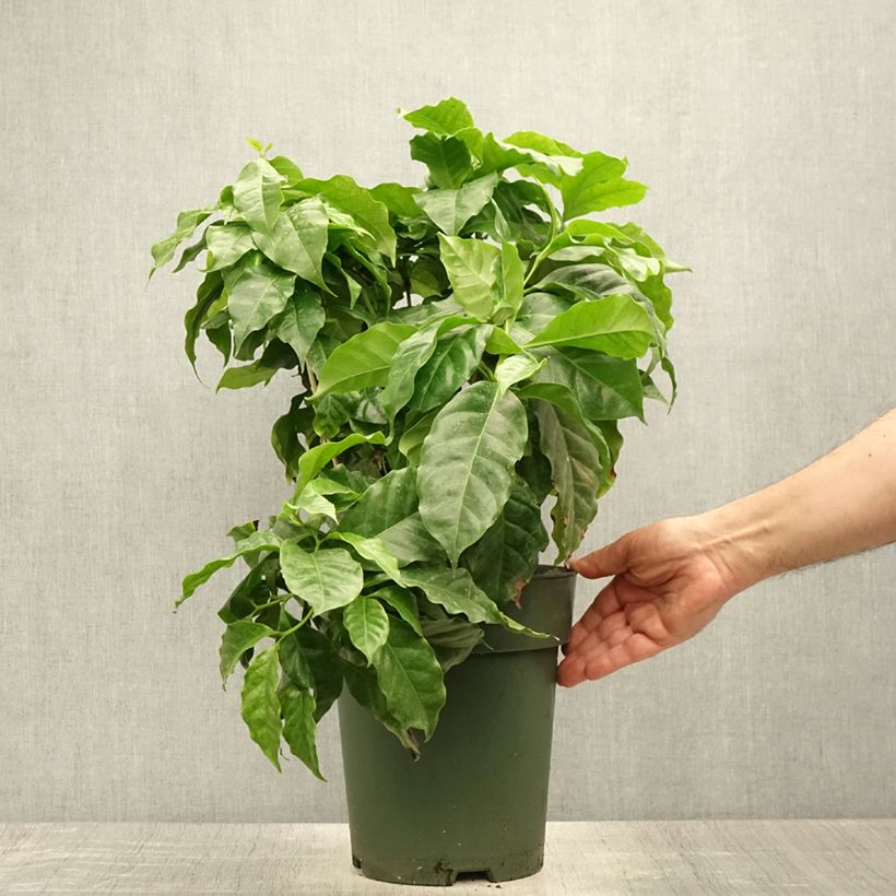 Ejemplar de Cafeto - Coffea arabica Maceta 6L/7L entregado en verano