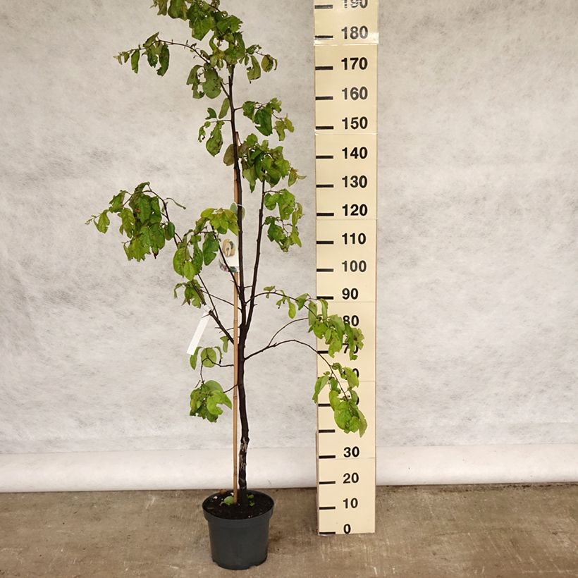 Membrillero Vranja Maceta 7,5L/10LAltura de entrega aprox. 125/150cm Ejemplar entregado en la primavera