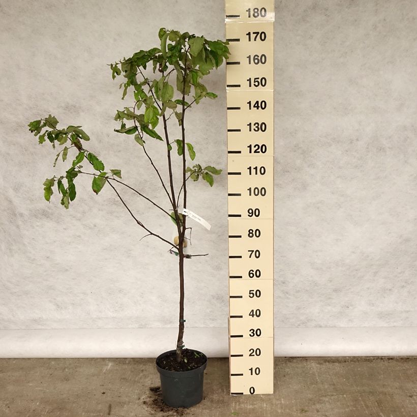 Membrillero Vranja Maceta 7,5L/10LAltura de entrega aprox. 150/200cm Ejemplar entregado en la primavera