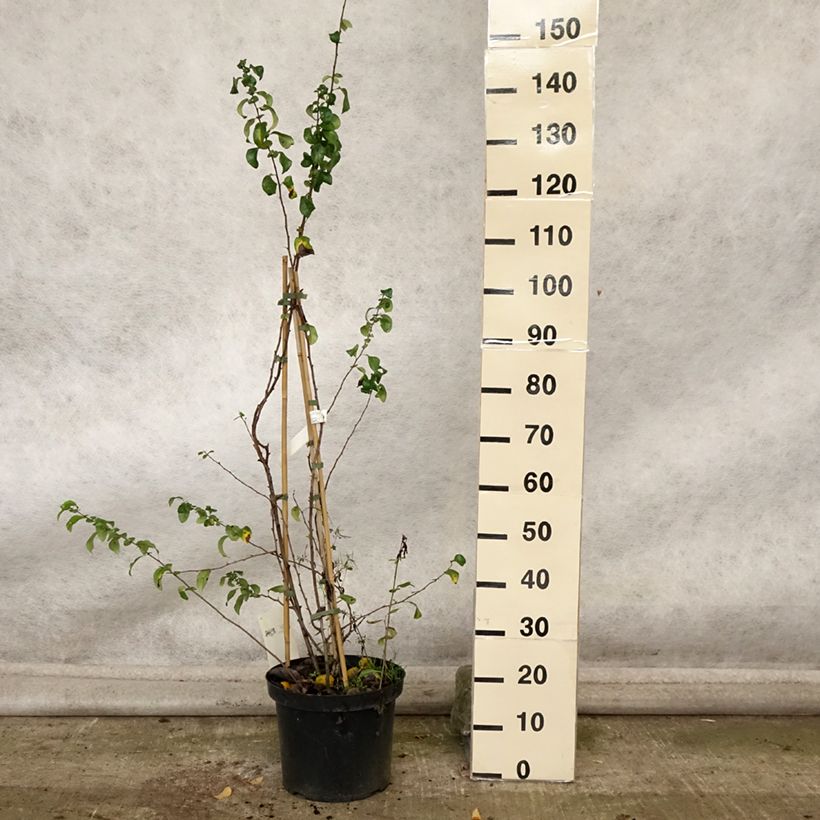 Ejemplar de Membrillero del Japón Cameo - Chaenomeles speciosa Maceta 7,5L/10L entregado en otoño
