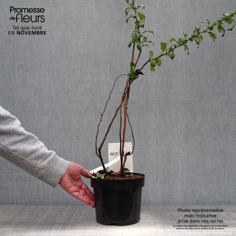 Ejemplar de Membrillero del Japón Cameo - Chaenomeles speciosa Maceta 3L/4L entregado en otoño