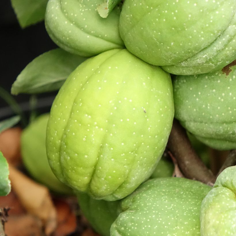 Membrillero del Japón Cameo - Chaenomeles speciosa (Cosecha)