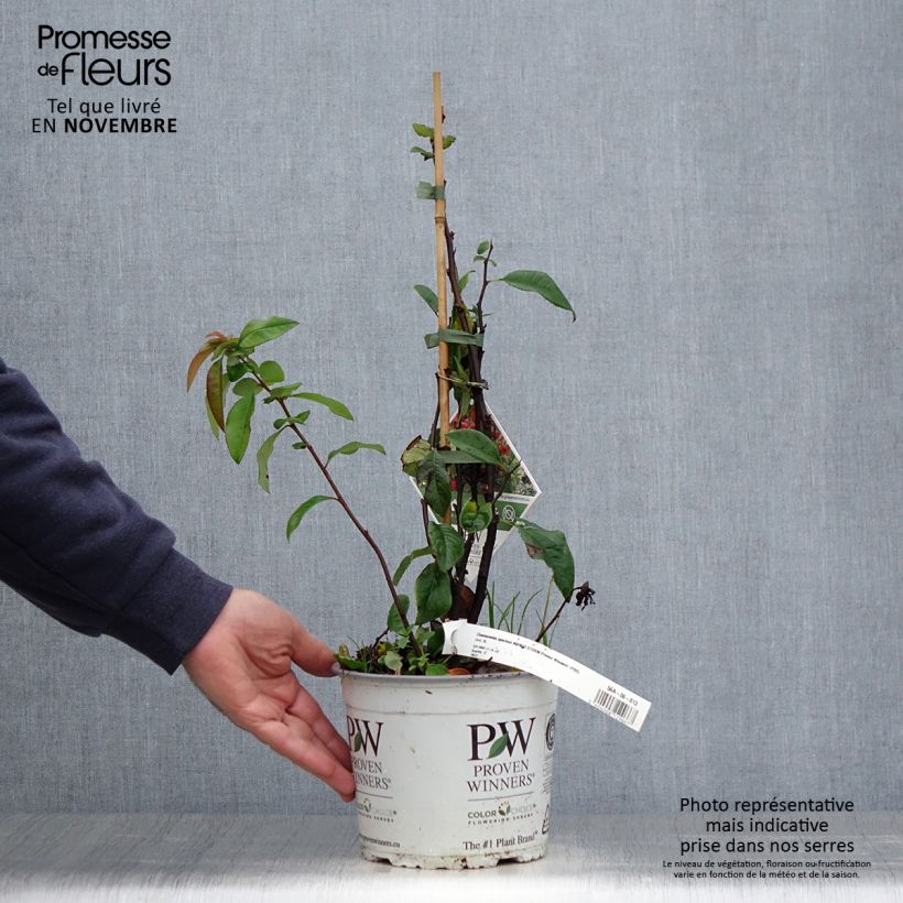 Ejemplar de Membrillero del Japón Mango Storm - Chaenomeles speciosa Maceta 3L/4L entregado en otoño