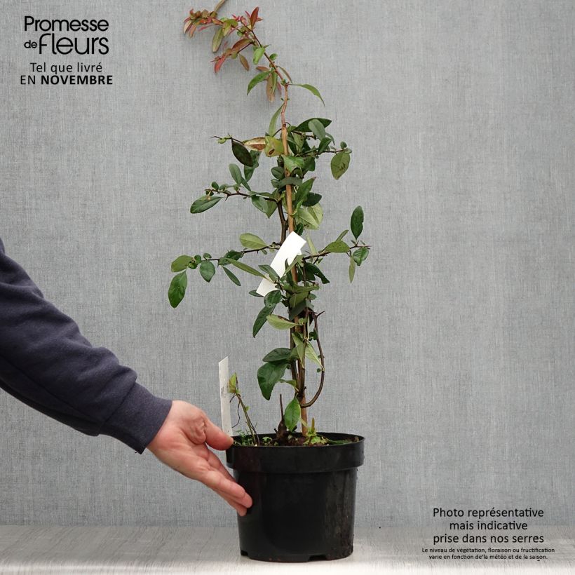 Ejemplar de Membrillero del Japón Toyo-Nishiki - Chaenomeles speciosa Maceta 2L/3L entregado en otoño