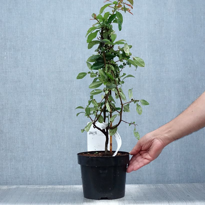 Ejemplar de Membrillero del Japón Toyo-Nishiki - Chaenomeles speciosa Maceta 2L/3LAltura de entrega aprox. 40/60cm entregado en verano
