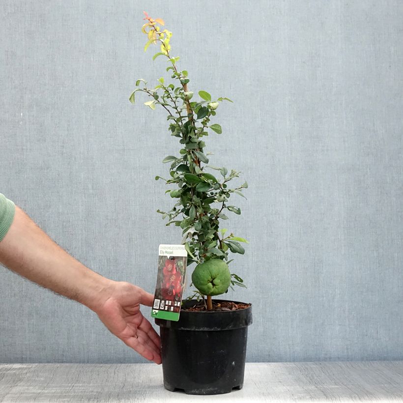 Ejemplar de Membrillero del Japón Elly Mossel - Chaenomeles superba Maceta 2L/3L entregado en verano