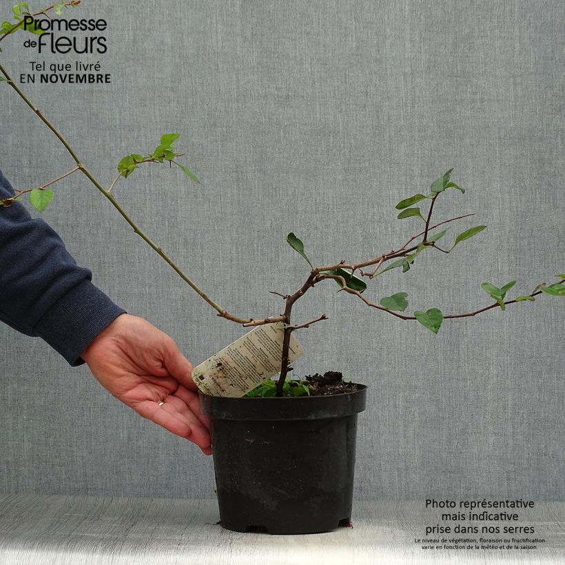 Ejemplar de Membrillero del Japón Etna - Chaenomeles superba Maceta 2L/3L entregado en otoño