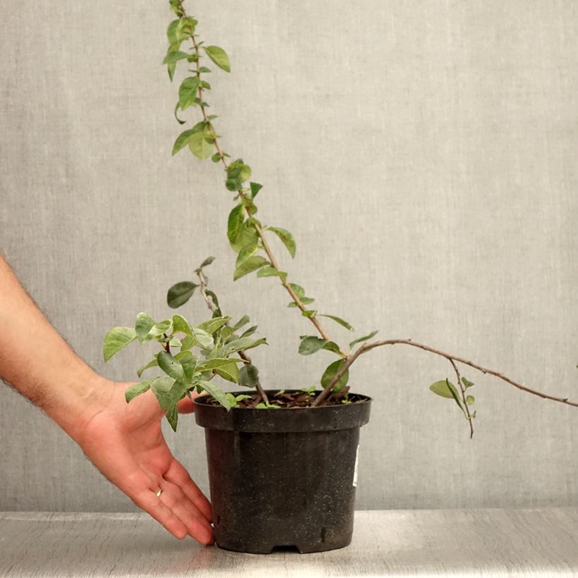 Ejemplar de Membrillero del Japón Etna - Chaenomeles superba Maceta 2L/3LAltura de entrega aprox. 30/40cm entregado en verano