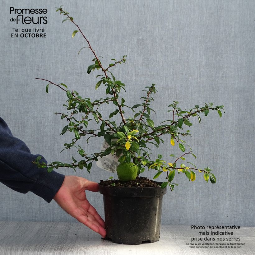 Ejemplar de Membrillero del Japón Hollandia - Chaenomeles superba Maceta 2L/3L entregado en otoño