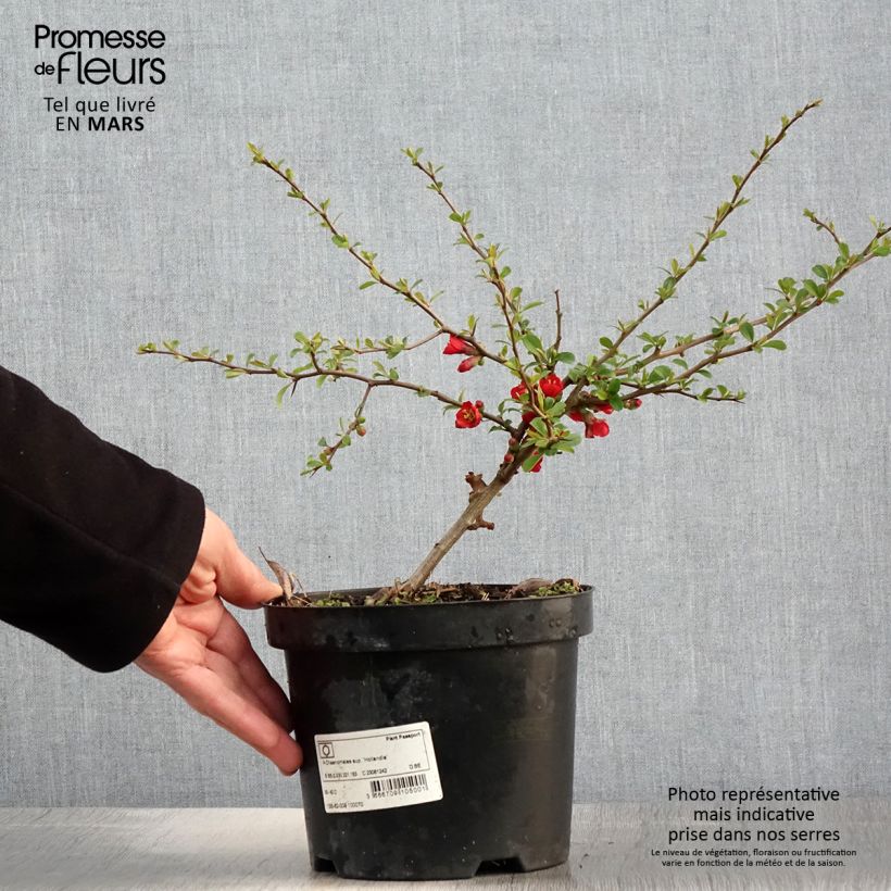 Membrillero del Japón Hollandia - Chaenomeles superba Maceta 2L/3LAltura de entrega aprox. 30/40cm Ejemplar entregado en la primavera