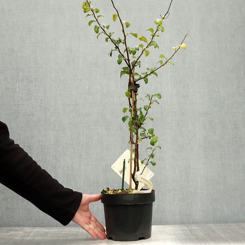 Ejemplar de Membrillero del JapónSalmon Horizon - Chaenomeles superba Maceta 2L/3L entregado en otoño
