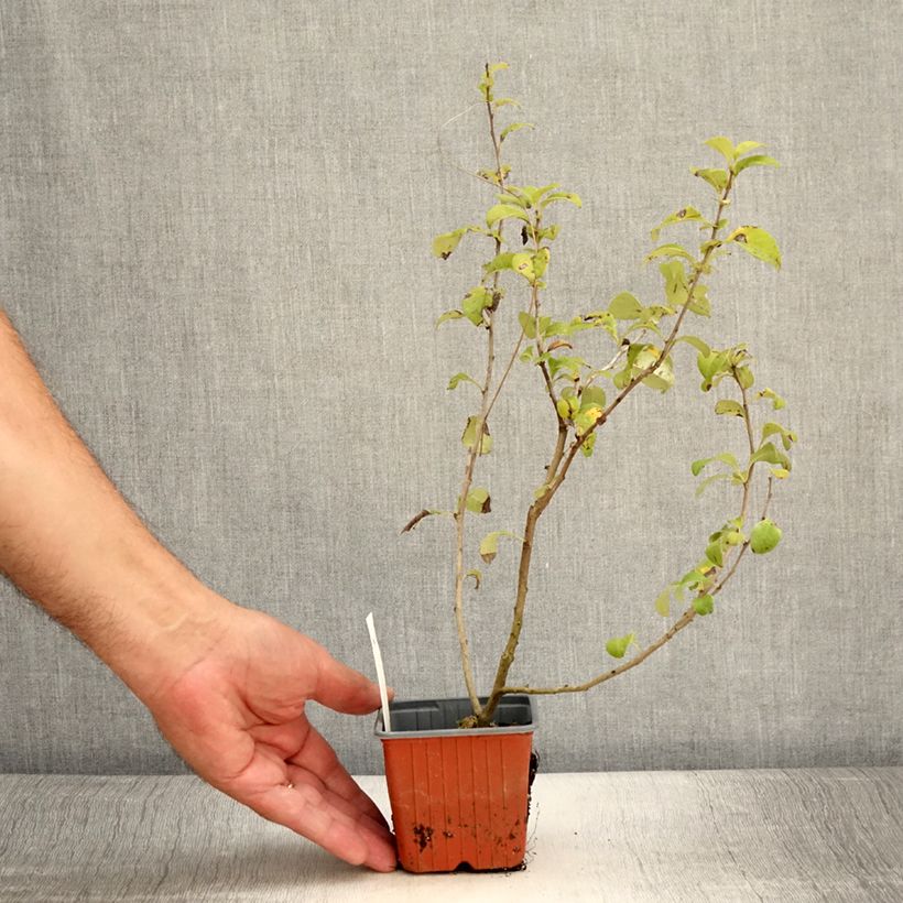 Ejemplar de Membrillero del JapónSalmon Horizon - Chaenomeles superba Maceta de 8/9 cm entregado en verano