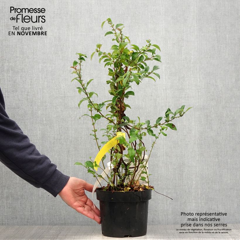 Ejemplar de Membrillero del Japón Texas Scarlet - Chaenomeles superba Maceta 2L/3L entregado en otoño