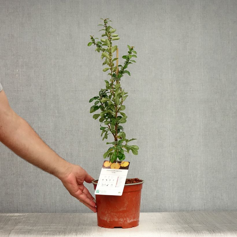 Ejemplar de Membrillero de flor Cido Maceta 2L/3LAltura de entrega aprox. 30/40cm entregado en verano