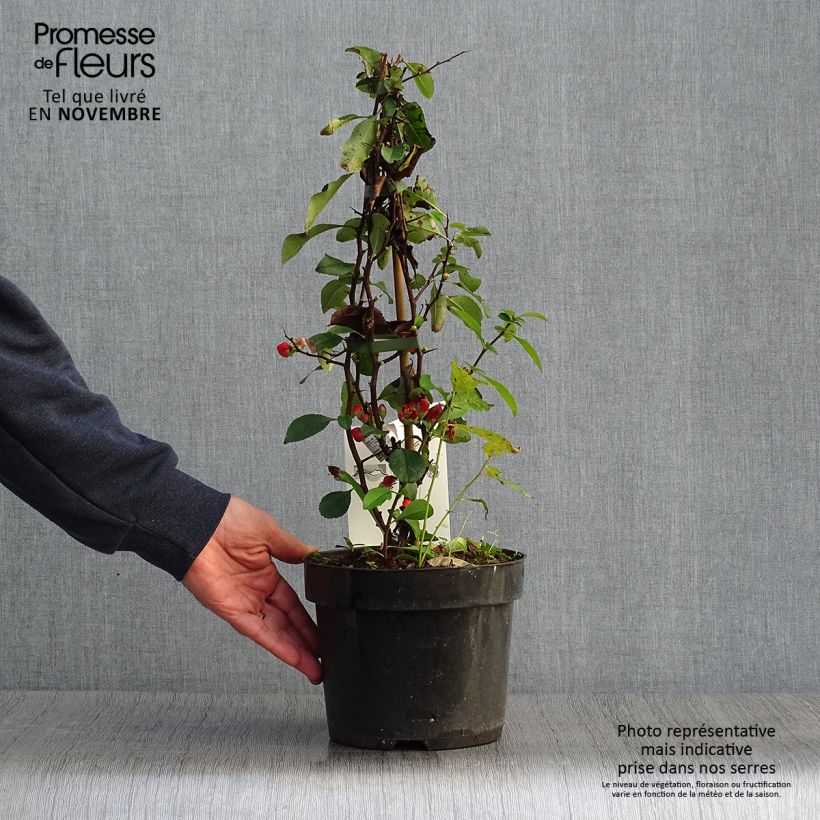 Ejemplar de Membrillero del Japón Clementine - Chaenomeles speciosa Maceta 3L/4L entregado en otoño