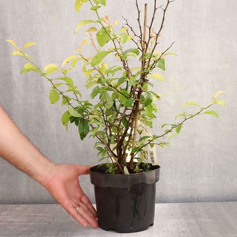 Ejemplar de Membrillero del Japón Clementine - Chaenomeles speciosa Maceta 3L/4LAltura de entrega aprox. 40/50cm entregado en verano