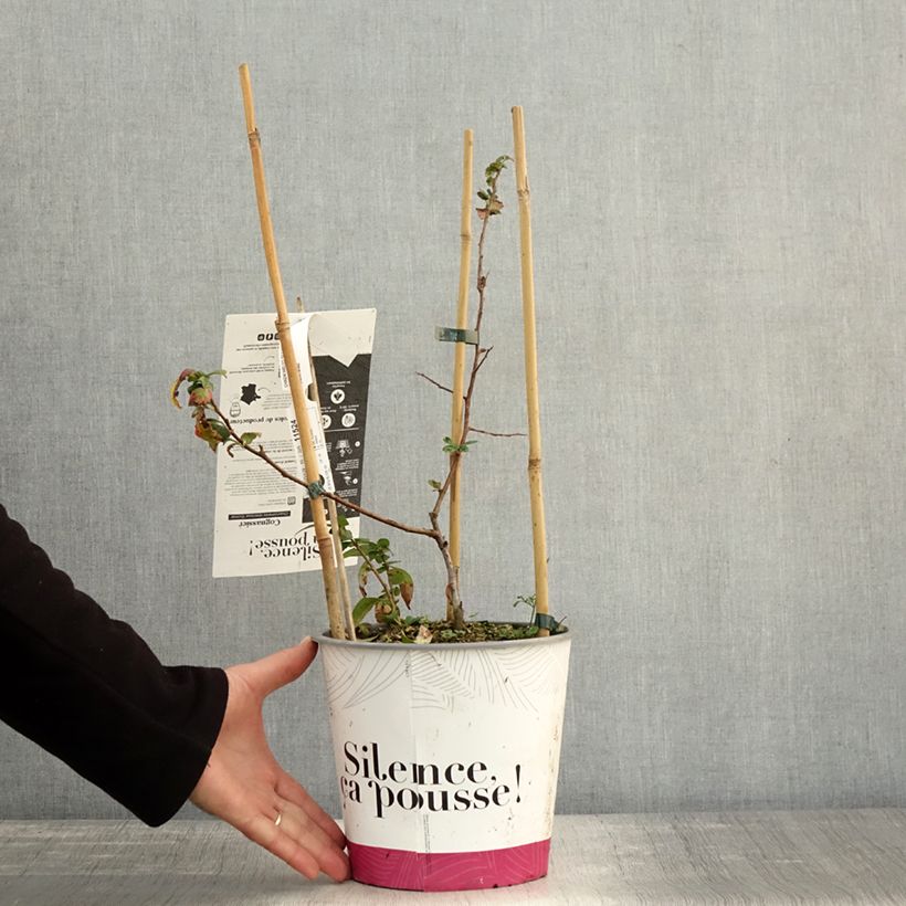 Ejemplar de Chaenomeles spathulifolium Eximia - Membrillero de flor Maceta 4L/5L entregado en otoño