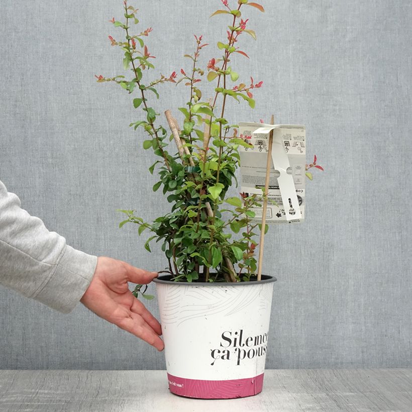 Ejemplar de Membrillero del Japón Friesdorfer - Chaenomeles speciosa Maceta 3L/4LAltura de entrega aprox. 40cm entregado en verano