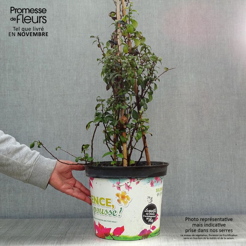Ejemplar de Membrillero del Japón Friesdorfer - Chaenomeles speciosa Maceta 7,5L/10L entregado en otoño