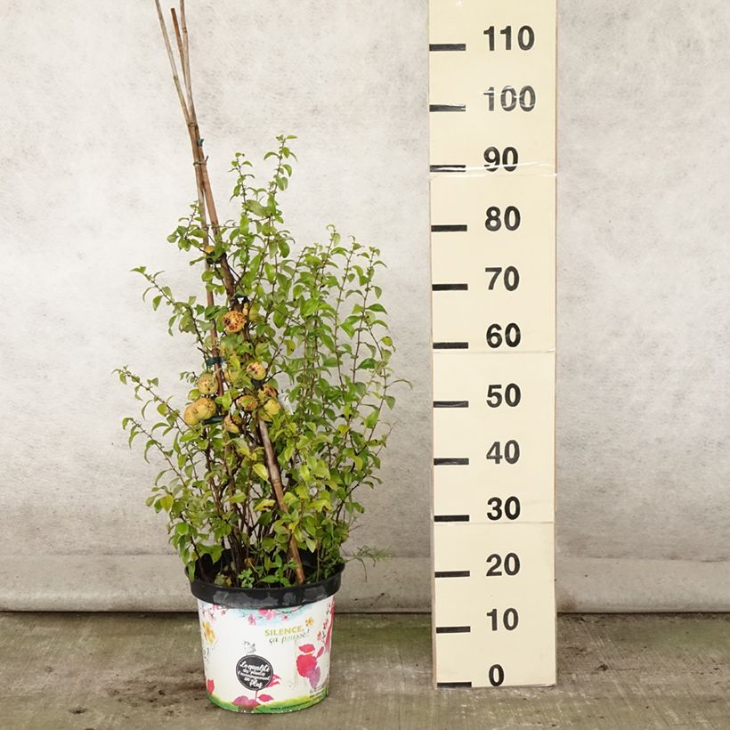 Ejemplar de Membrillero del Japón Friesdorfer - Chaenomeles speciosa Maceta 7,5L/10LAltura de entrega aprox. 50/60cm entregado en verano