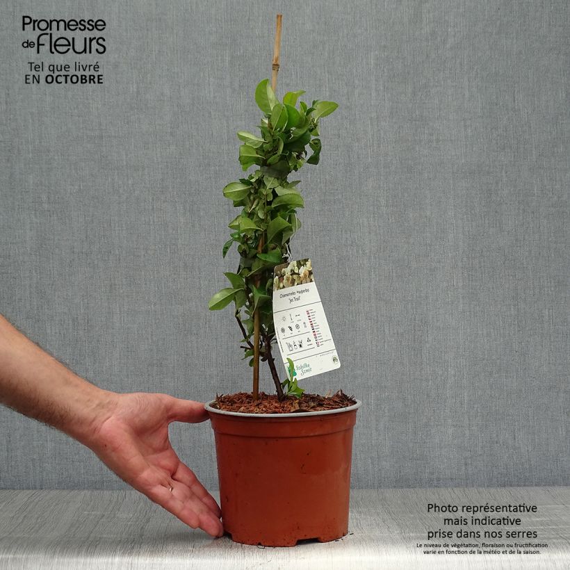 Ejemplar de Membrillero del Japón Jet Trail - Chaenomeles superba Maceta 3L/4L entregado en otoño