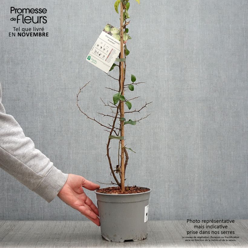 Ejemplar de Membrillero del Japón Kinshiden - Chaenomeles speciosa Maceta 3L/4L entregado en otoño