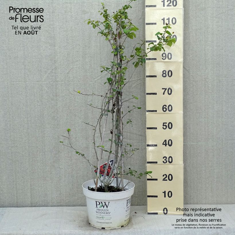 Ejemplar de Membrillero del Japón Orange Storm - Chaenomeles speciosa Maceta 7,5L/10LAltura de entrega aprox. 60/80cm entregado en verano