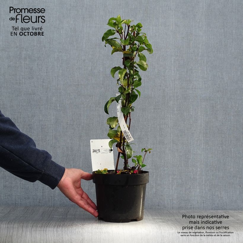 Ejemplar de Membrillero del Japón Pink Lady - Chaenomeles superba Maceta 2L/3L entregado en otoño