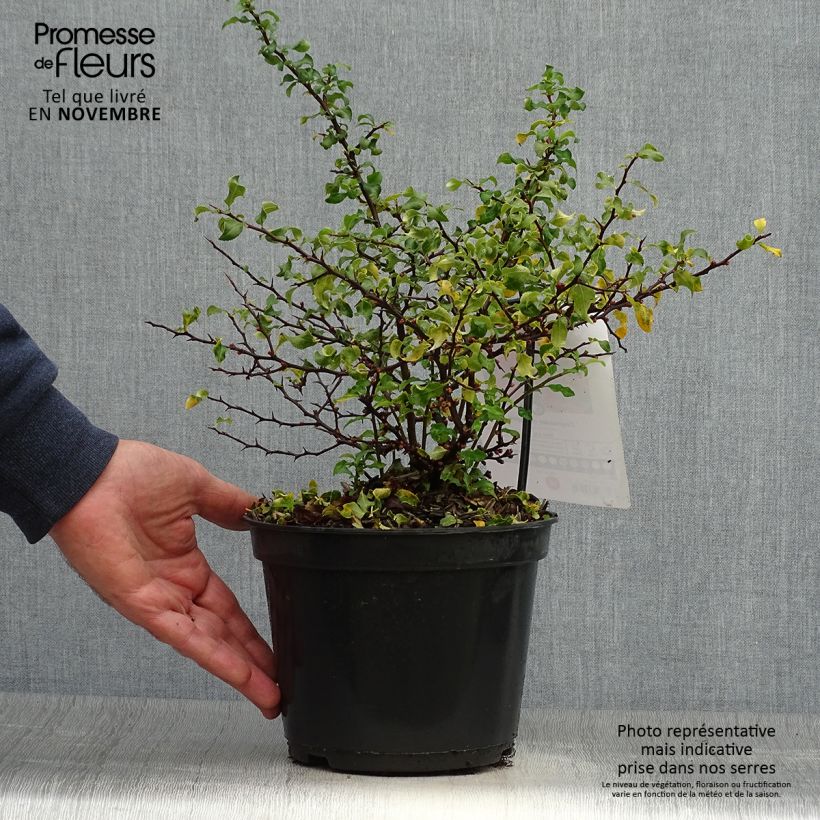 Ejemplar de Membrillero del Japón Red Joy - Chaenomeles superba Maceta 2L/3L entregado en otoño