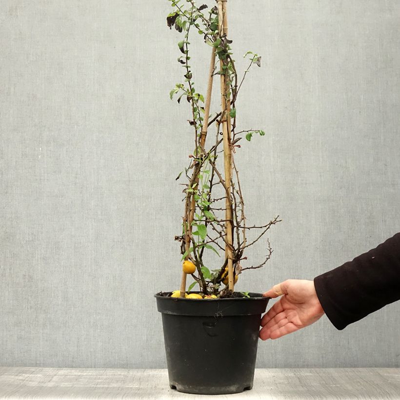Ejemplar de Membrillero del Japón Rubra - Chaenomeles speciosa Maceta 7,5L/10L entregado en otoño