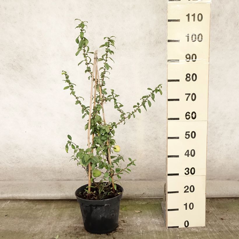 Ejemplar de Membrillero del Japón Rubra - Chaenomeles speciosa Maceta 7,5L/10LAltura de entrega aprox. 120/130cm entregado en verano