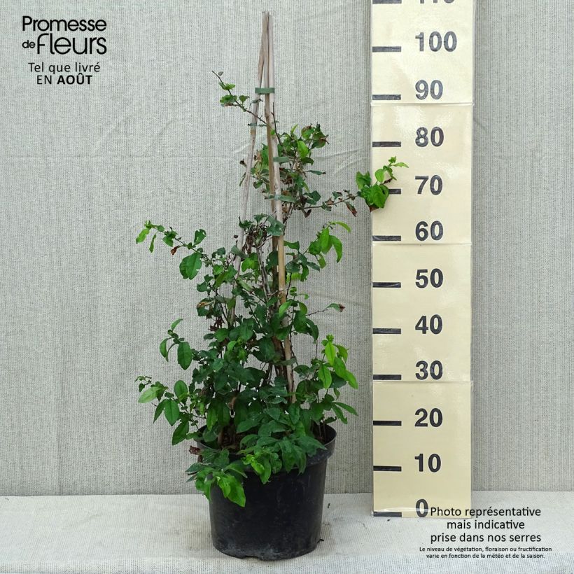 Ejemplar de Membrillero del Japón Yukigoten - Chaenomeles speciosa Maceta 7,5L/10LAltura de entrega aprox. 80/100cm entregado en verano