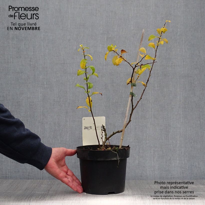 Ejemplar de Membrillero del Japón Yukigoten - Chaenomeles speciosa Maceta 3L/4L entregado en otoño