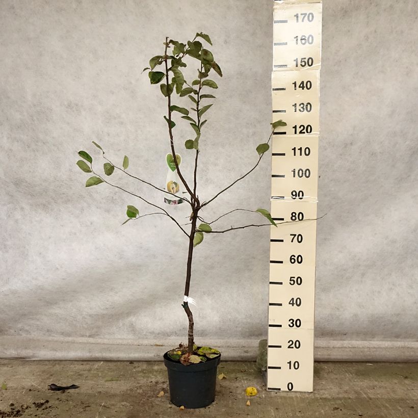 Ejemplar de Membrillero Monstrueux de Vranja Maceta 7,5L/10L, Copa entregado en otoño
