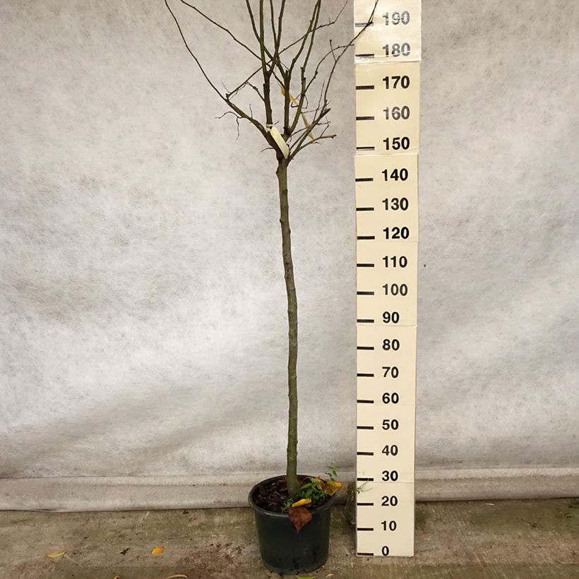 Ejemplar de Membrillero Monstrueux de Vranja Maceta 7,5L/10L, Medio tallo entregado en otoño