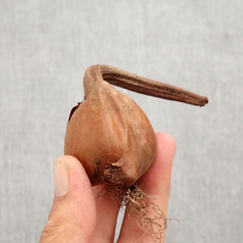 Ejemplar de Colchicum autumnale Pleniflorum - Cólquico Bulbo calibre 13+ entregado en otoño