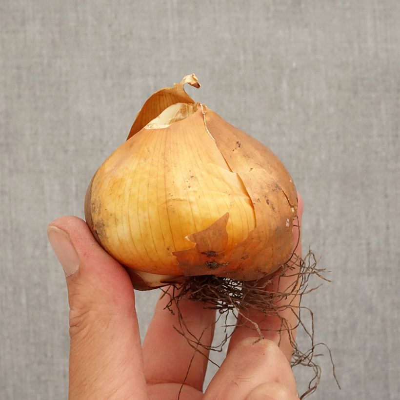 Ejemplar de Colchicum cilicicum Bulbo calibre 18/20 entregado en otoño