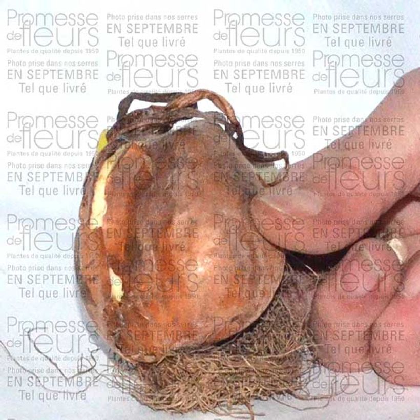 Ejemplo de ejemplar de Colchicum autumnale Alboplenum - Cólquico Bulbo calibre 13+ tal y como se entrega