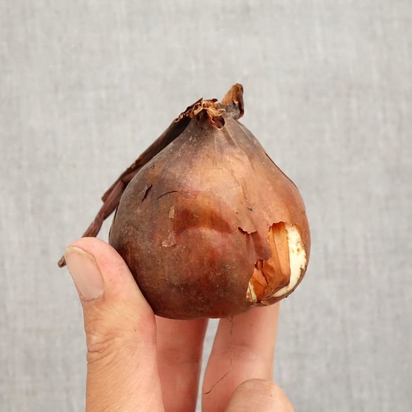 Ejemplar de Colchicum autumnale Major - Cólquico Bulbo calibre 20+ entregado en otoño