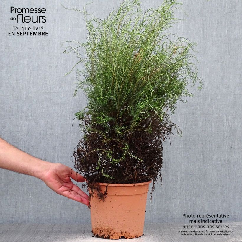 Ejemplar de Coleonema pulchrum - Arbusto confeti Maceta 4L/5L entregado en otoño