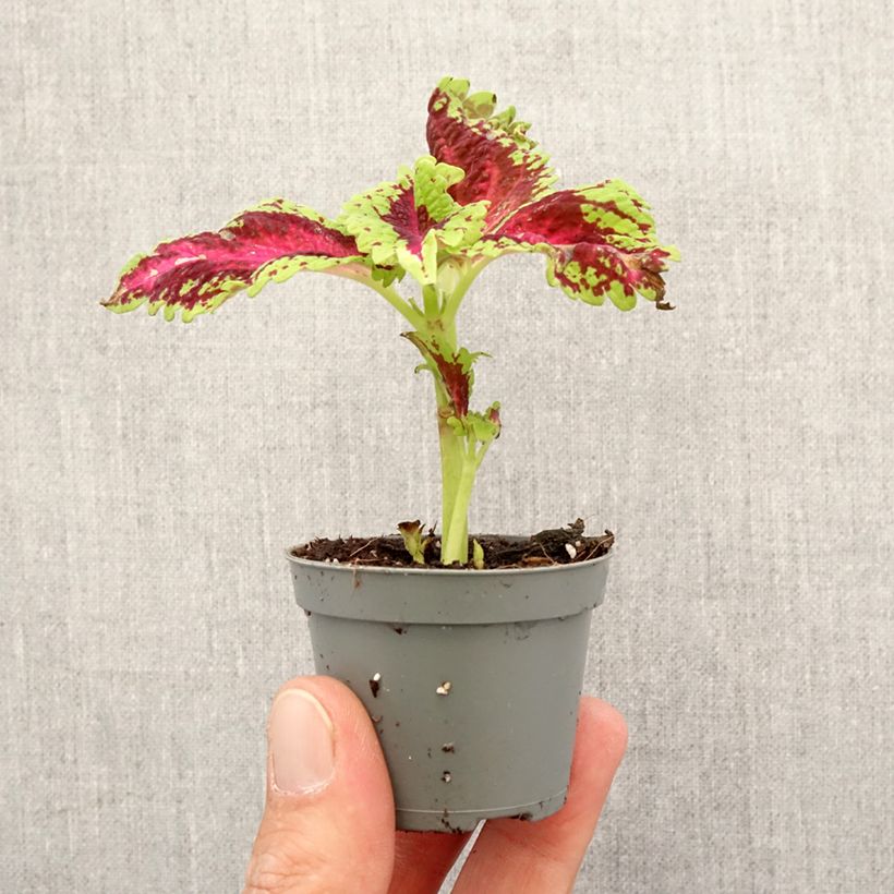Cóleo Le Freak - Coleus  Mini-plante Ejemplar entregado en la primavera