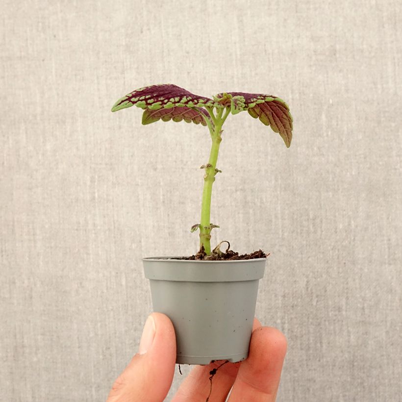 Cóleo MS Abbey Road - Coleus  Mini-plante Ejemplar entregado en la primavera