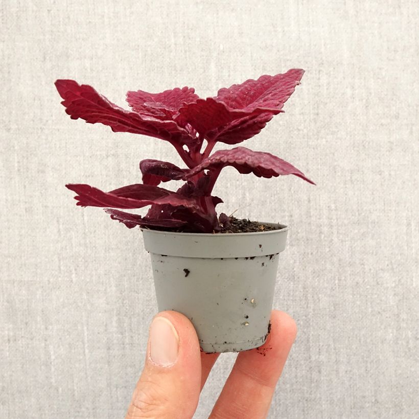 Cóleo MS Second Street - Coleus  Mini-plante Ejemplar entregado en la primavera