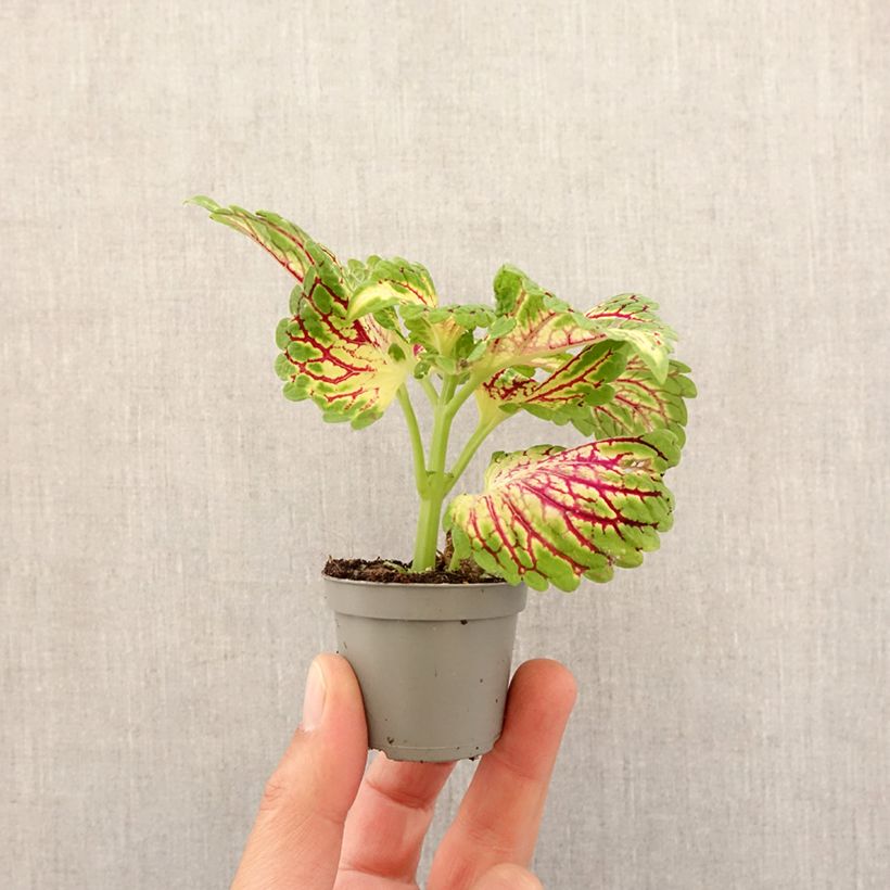Cóleo Spacecake - Coleus  Mini-plante Ejemplar entregado en la primavera