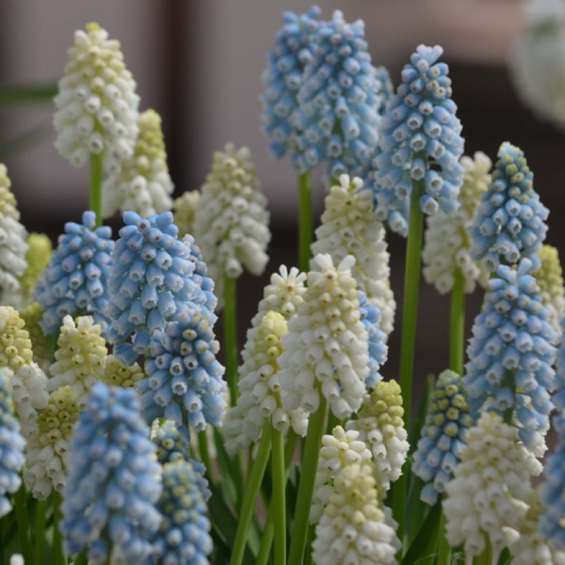 Colección Muscari Mágico (Floración)