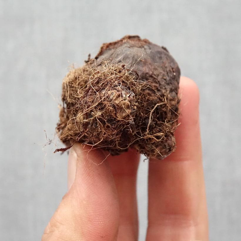 Colocasia Black magic Bulbo calibre I Ejemplar entregado en la primavera