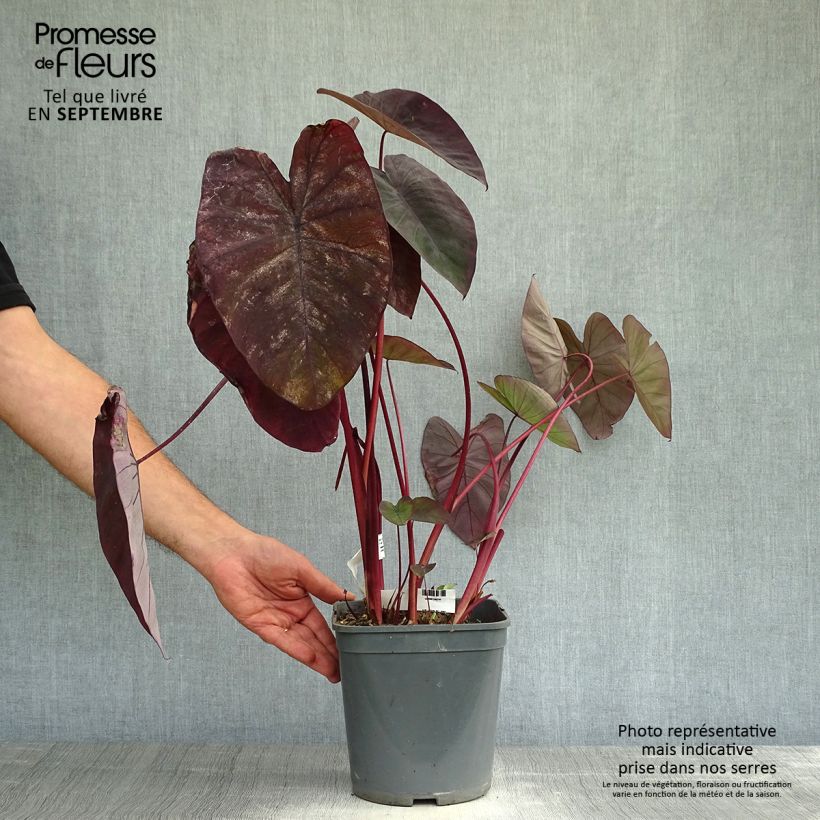 Ejemplar de Colocasia Black magic Maceta 4L/5L entregado en otoño