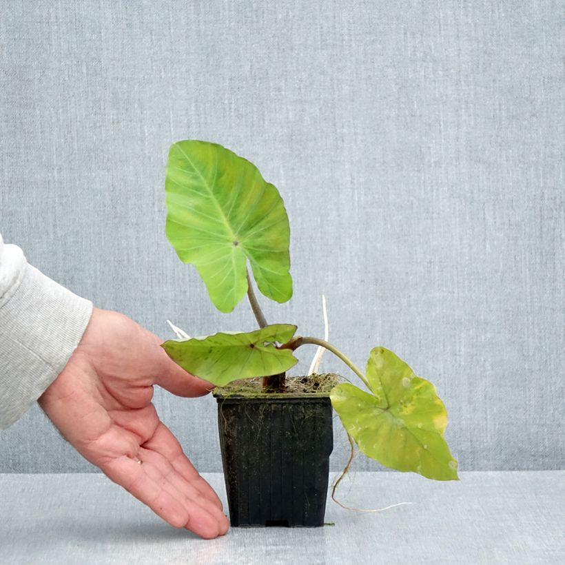 Ejemplar de Colocasia esculenta Black Stem Maceta de 8/9 cm entregado en verano